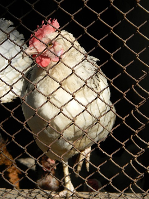 的策略和风 的策略和风